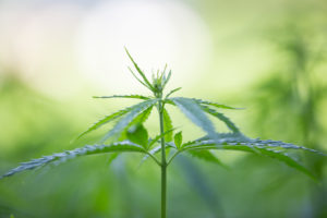 Medical Cannabis