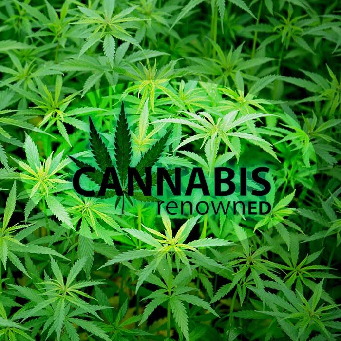 CannabisRenowned.com